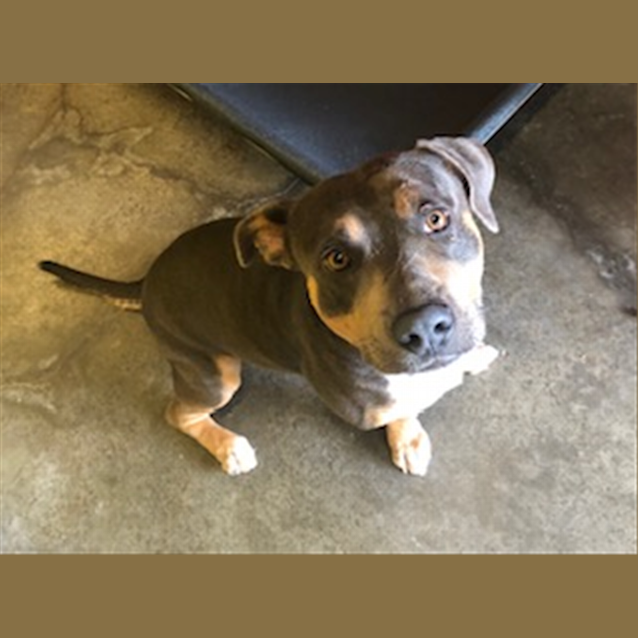 Photo of Diesel