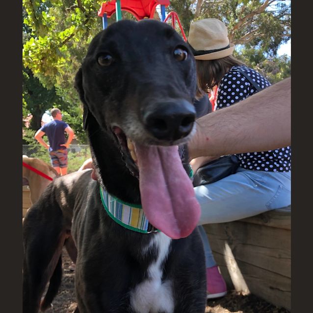 Photo of Duke. Melbourne