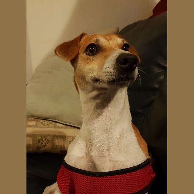 Photo of Ollie ** Pure Breed Jack Russell **