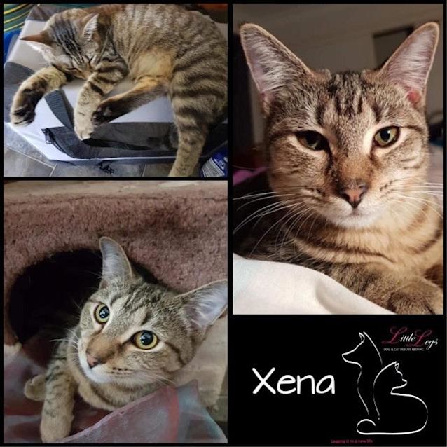 Photo of Xena