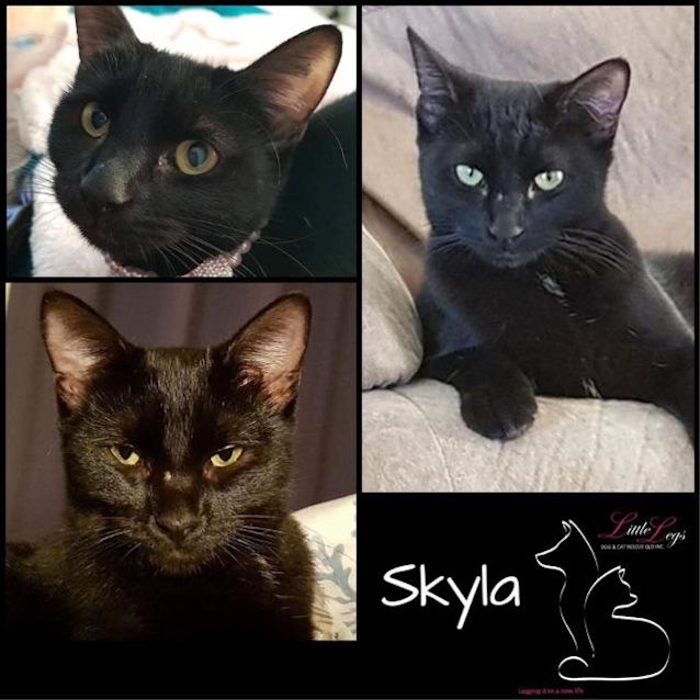 Photo of Skyla