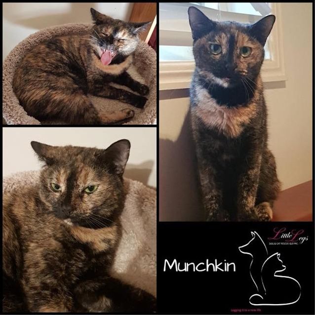 Photo of Munchkin
