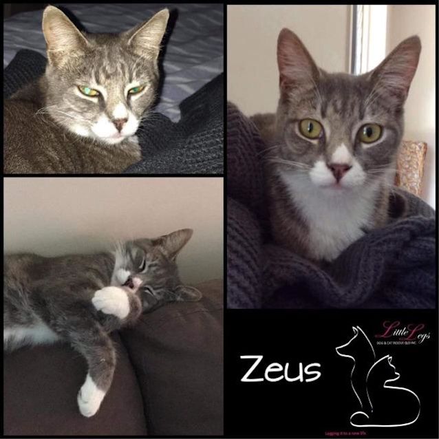 Photo of Zeus