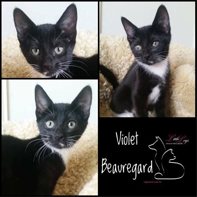 Photo of Violet Beauregard