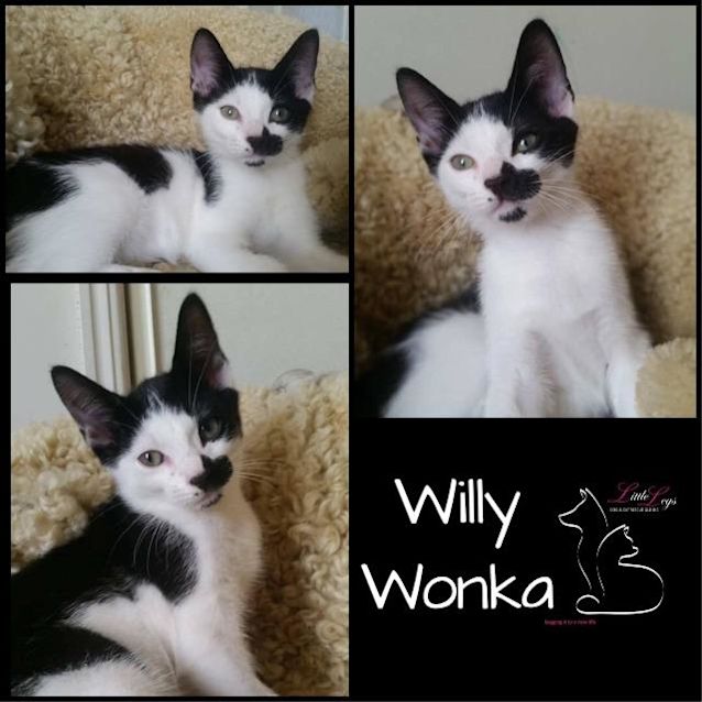 Photo of Willy Wonka