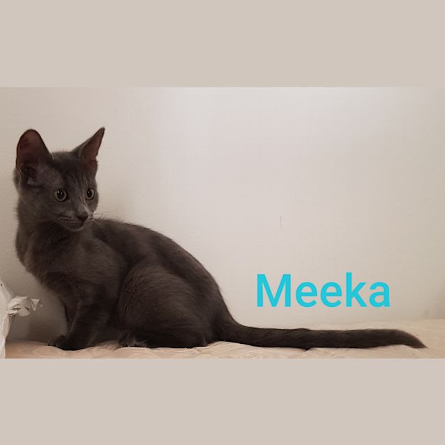 Photo of Meeka