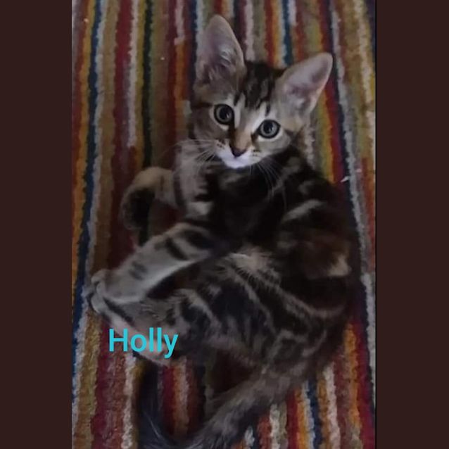 Photo of Holly