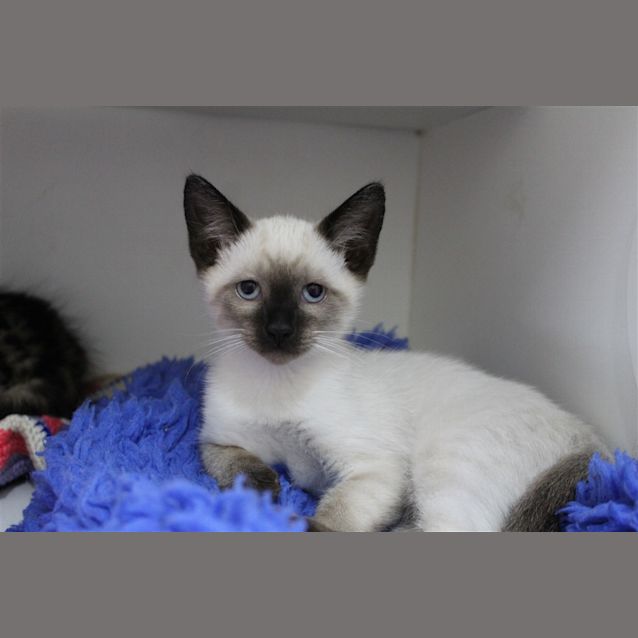 Photo of Silver