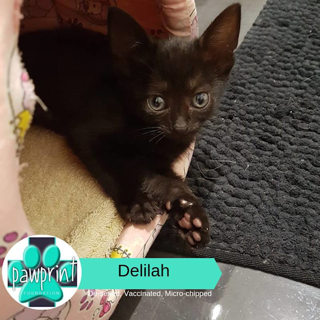 Photo of Delilah