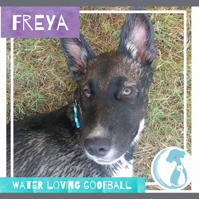 Photo of Freya