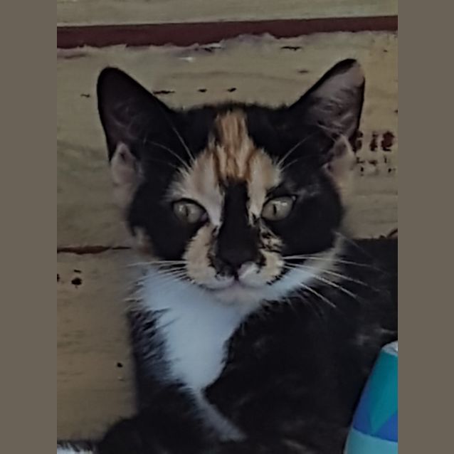 Photo of Sharsy