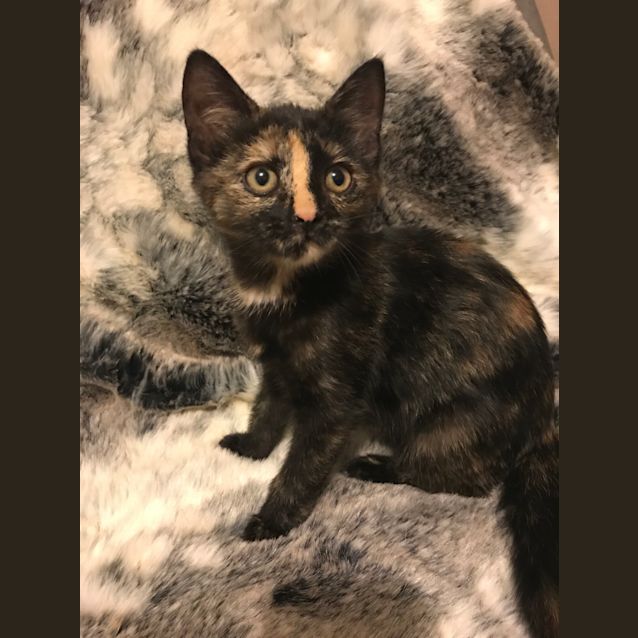 Photo of Muffin