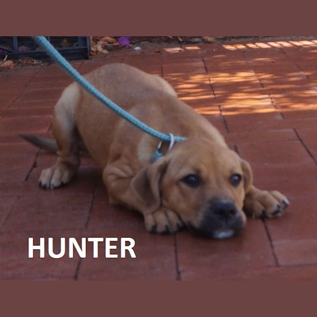 Photo of Hunter