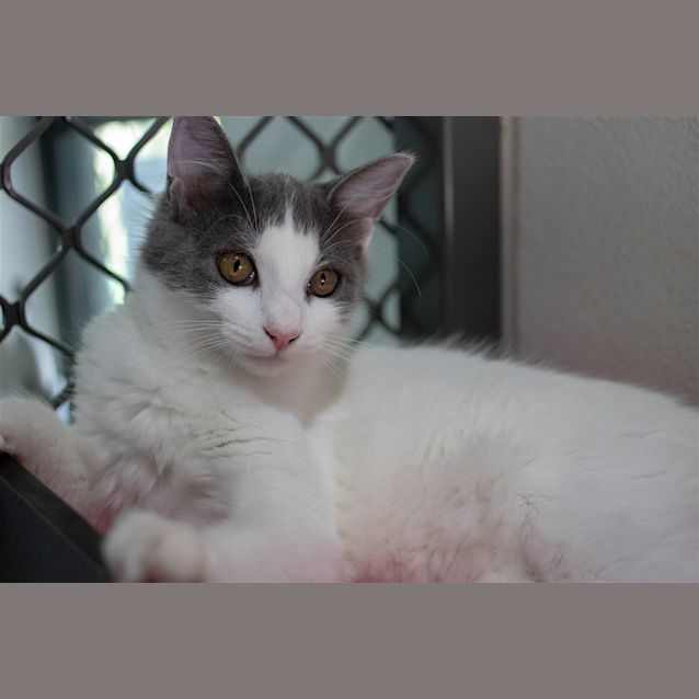 Photo of Cupcake