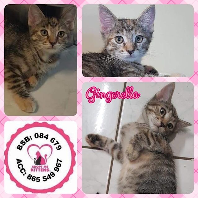 Photo of Gingerella