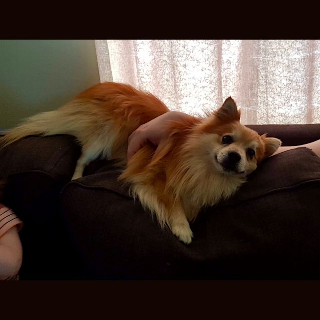 Photo of Simba 