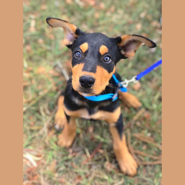 Photo of Ninja 