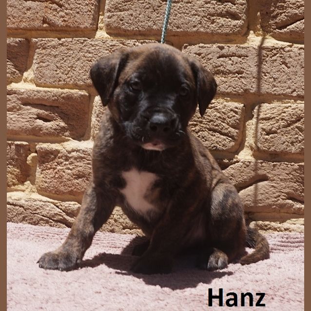 Photo of Hanz