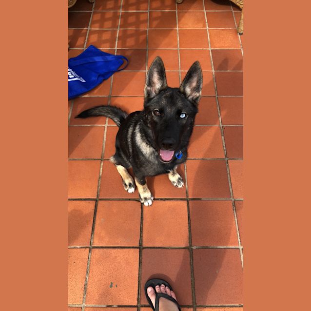 Photo of Bear