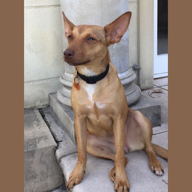 Photo of Dolly 