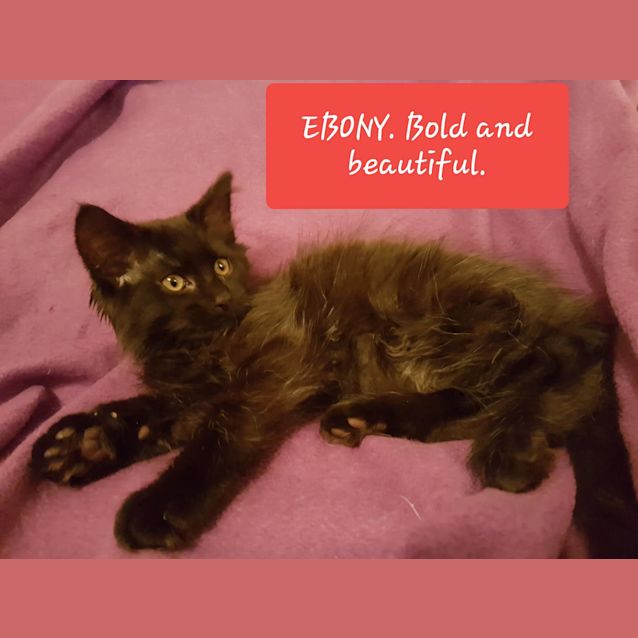 Photo of Ebony