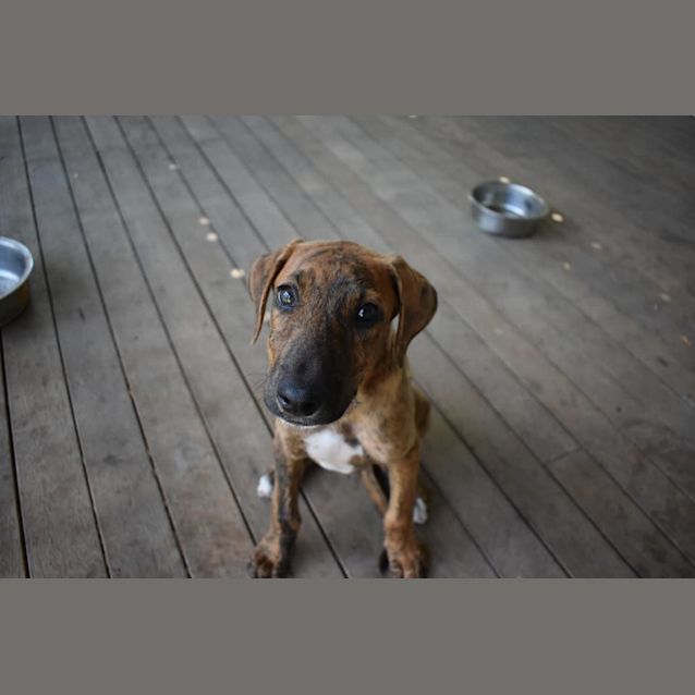 Photo of Schnitzel