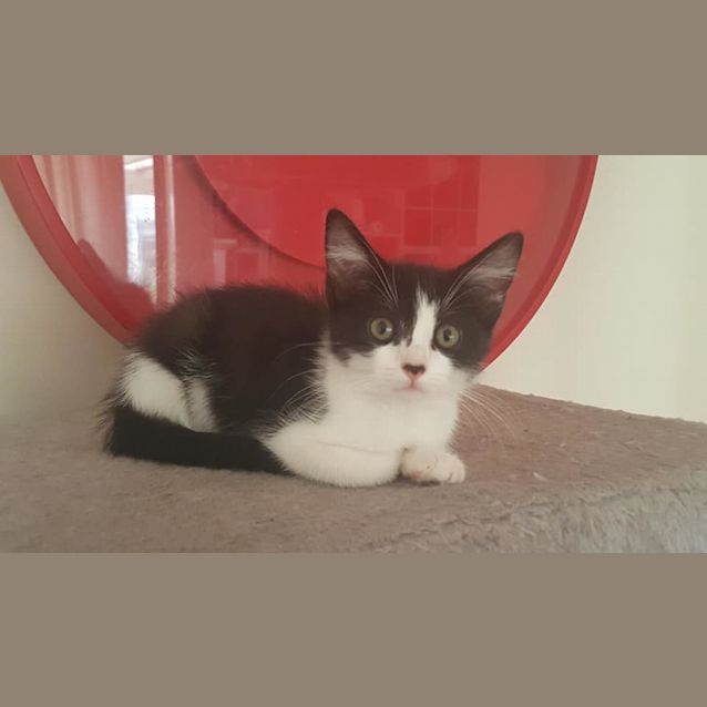 Photo of Tux