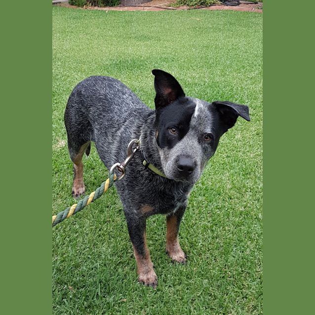 Photo of Obie