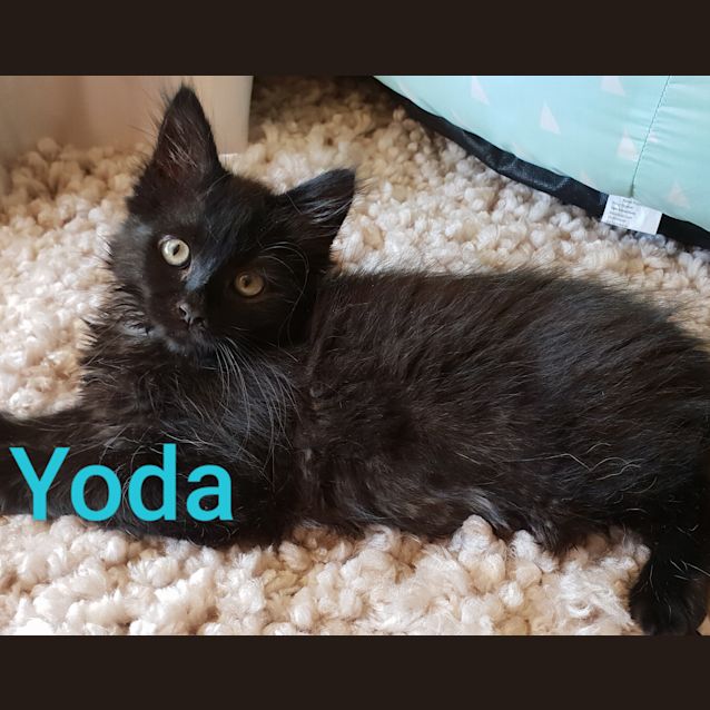 Photo of Yoda