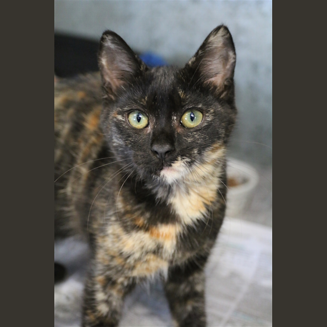 Photo of Maple