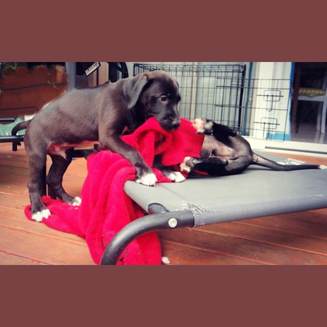 Photo of Murphy ~ Gsp X Bull Arab (On Trial 10/3/19)