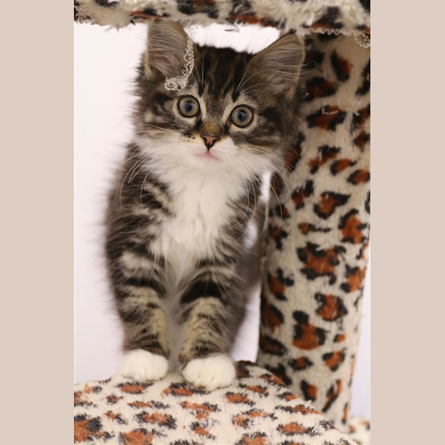 Photo of Meowly Cyrus