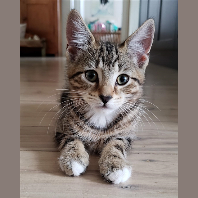 Photo of Ravioli