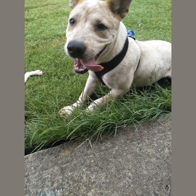 Photo of Misty ~ Cattle Dog X (On Trial 19/4/19)