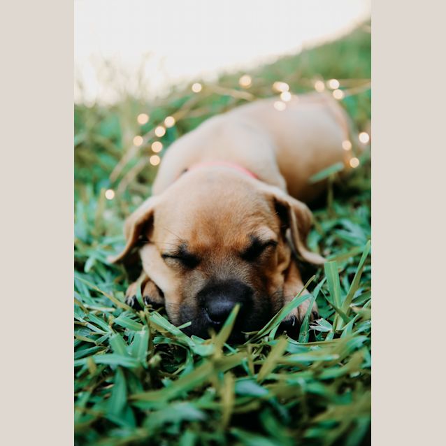 Photo of Sarabi ~ Mastiff X Ridgeback (On Trial 3/2/19)