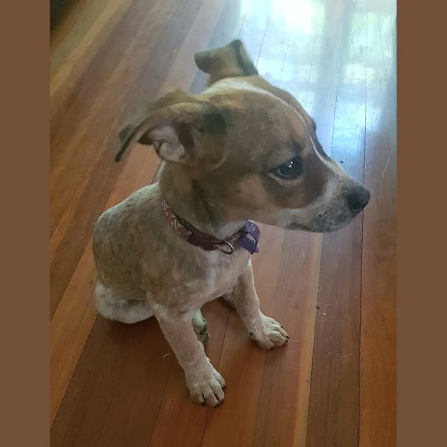 Photo of Suzy * Adoption Pending *