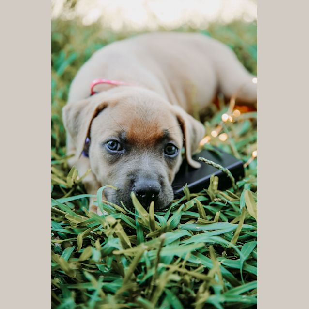 Photo of Skye ~  Mastiff X Ridgeback (On Trial 3/2/19)