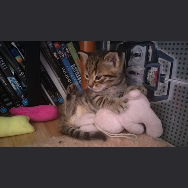 Photo of Tigris