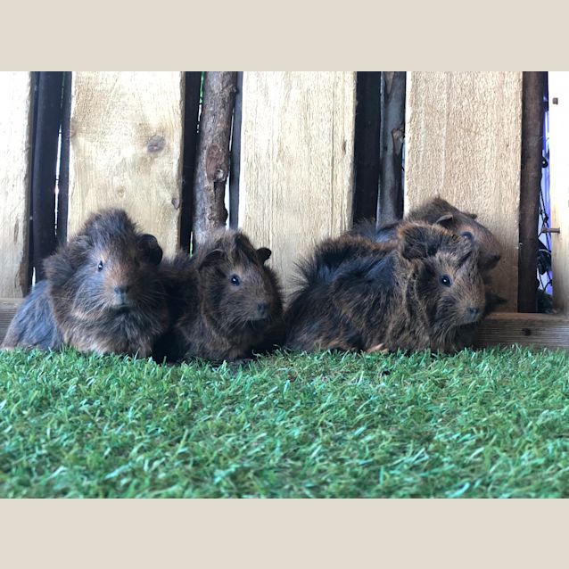 Photo of Baby Guinea Pigs