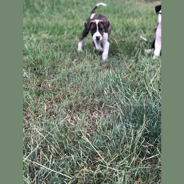 Photo of Dolly