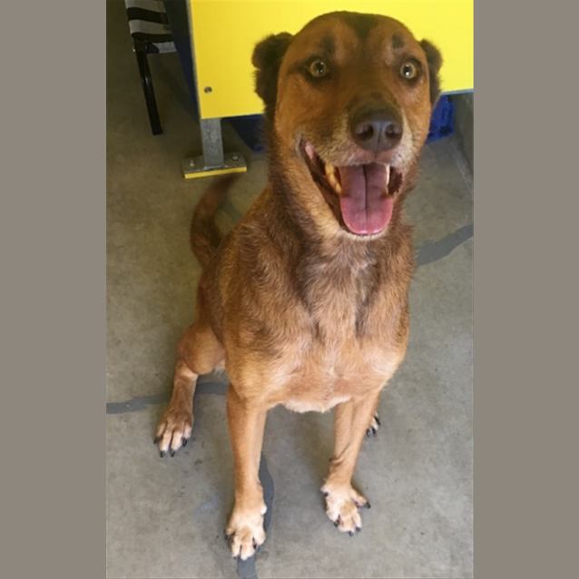 Photo of Rusty