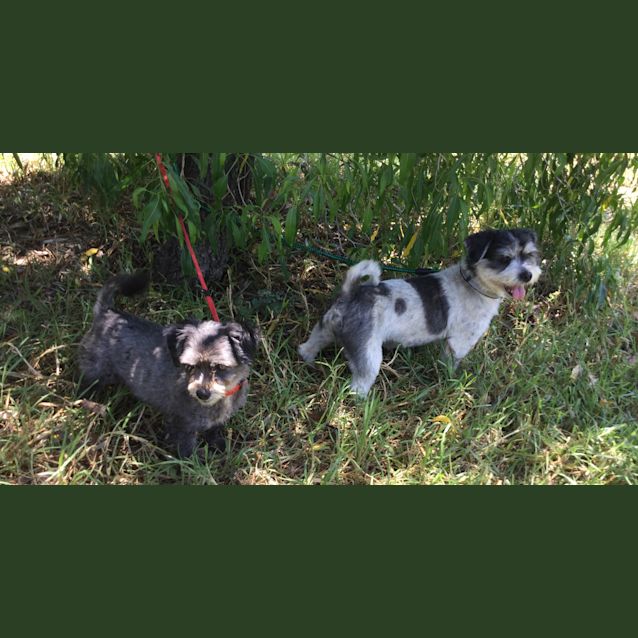 Photo of Tyson And Tess   Bonded Pair!!