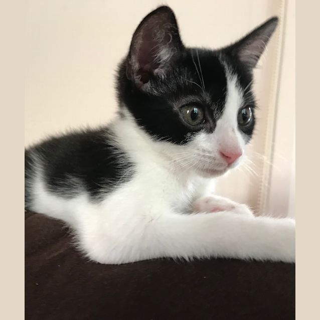Photo of Pippa