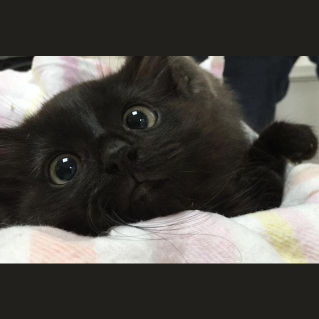 Photo of Mr Midnight