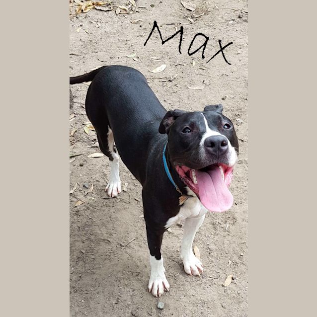 Photo of Max