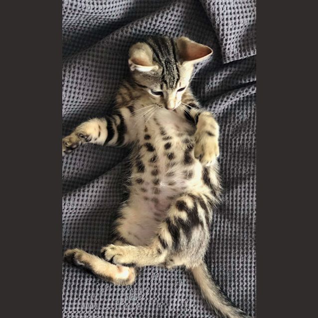 Photo of Milo