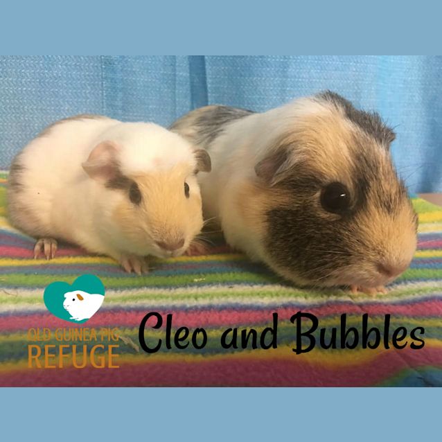 Photo of Cleo And Bubbles (Indoor Home Only)