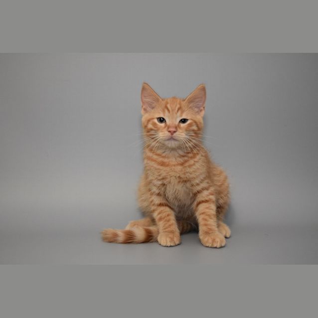 Photo of Ron