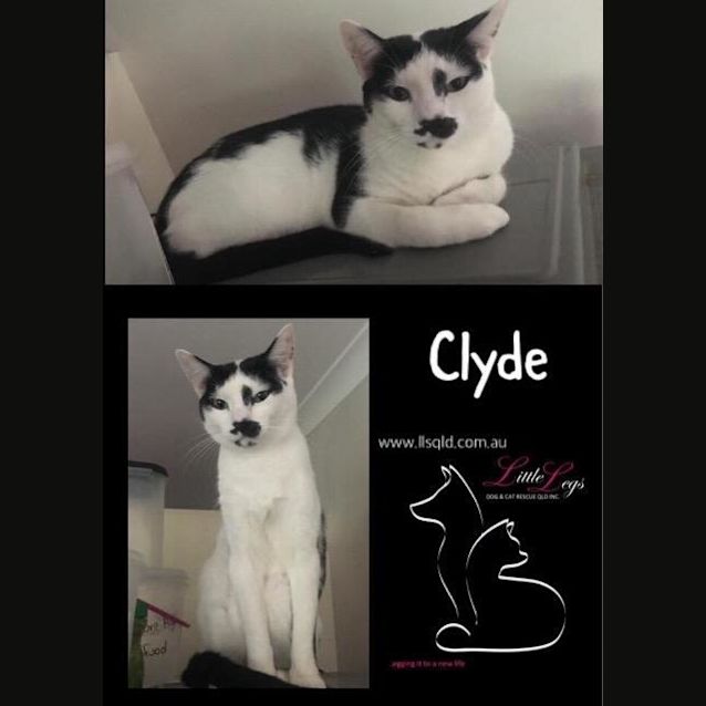 Photo of Clyde