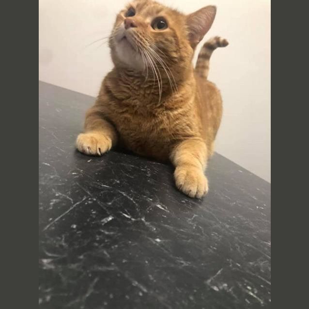 Photo of Marmalade, Matilda